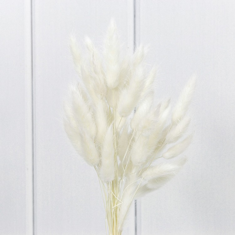 420062/11 Сухоцветы "Лагурус" 60см Белый 1/20 1/240